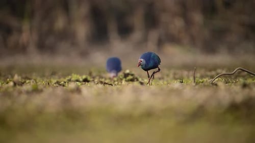 The Grey headed swamphen Feeding