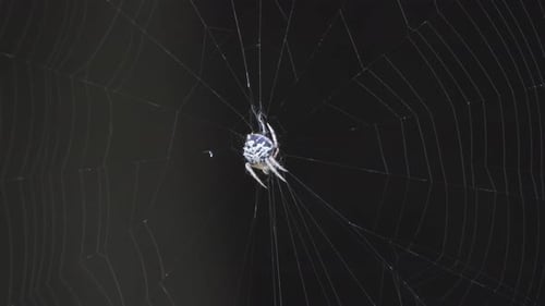 Spider making web - white .