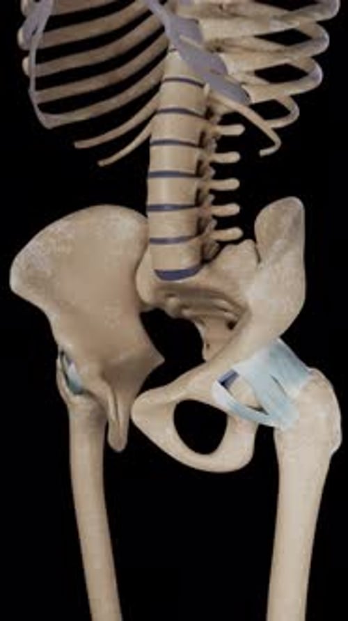 3D Human Hip Joint Anatomy with Ligaments and Bones