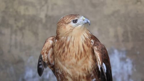 Majestic Hawk Looking Around With Dark Plumage