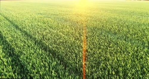 Aerial View Drone Camera Swirl Over Green Corn Field