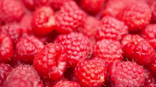 Close Up Rotation Raspberry Macro Red Fresh Raspberries Fruit Rotation Raspberries are Spinning in