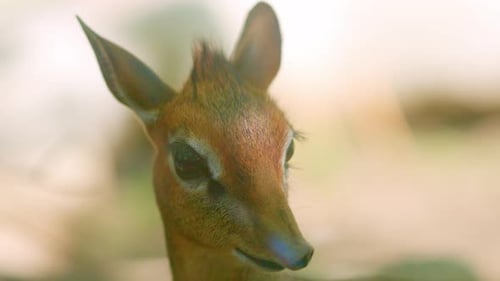 Tiny Kirks Dik Dik Antilope schaut sich um