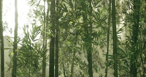 Lush Bamboo Forest Illuminated By Soft Sunlight During Morning Hours