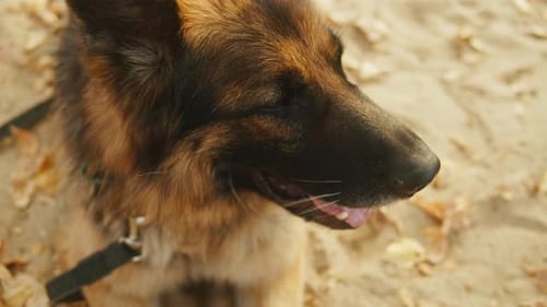 German Shepherd Dog Portrait on Sand Background in the Autumn Park Top View Purebred Dog Pet Walking