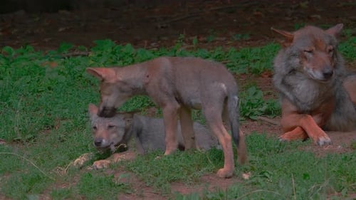 Animal Families: Understanding the Social Structures and Behaviors of Your Favorite Species