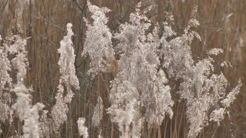 Dry long cane grass gently moves in the wind