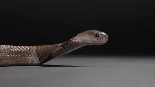 Dokumentarfilm „Monokled Cobra“ aus nächster Nähe zur schwarzen Natur