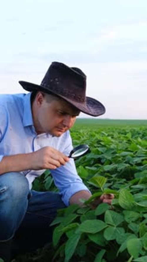 Farmer Inspecting Crops with Magnifying Glass
