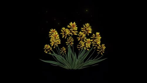 Fleurs d'aloe vera poussant avec des particules
