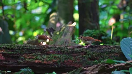 Ferruginous Babbler Perching Over Mossy Trunk In Tropical Woods. Close-up Shot