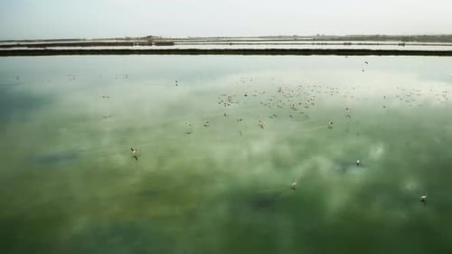 Quiet Clear Lake and Flying Flamingos Group in Natural Park