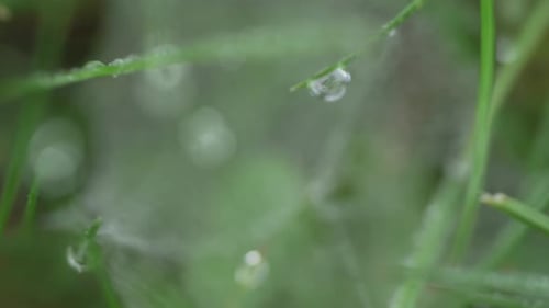 Focusing from waterdrop covered leaves to spider webs covered with misty water drops