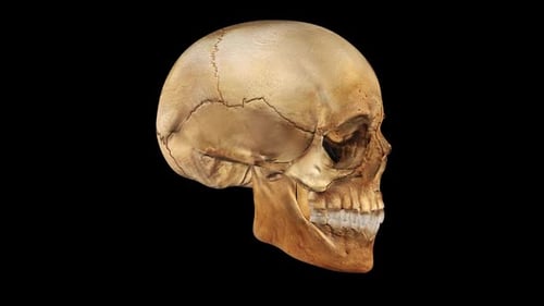 Skull 3d Loop