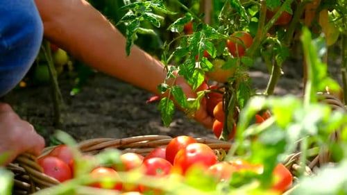 A Man Farmer Harvests Tomatoes in the Garden Selective Focus