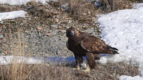 Golden Eagle standing on the ground while it looks around