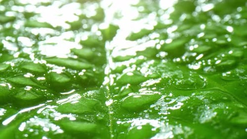 A close-up view of a green leaf covered with water droplets.