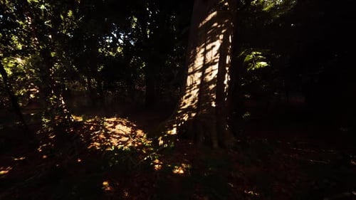 Sunlight Filtering Through Dense Trees Creates Intricate Shadows in the Forest
