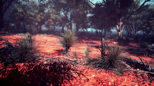 Red Dirt Field With Trees