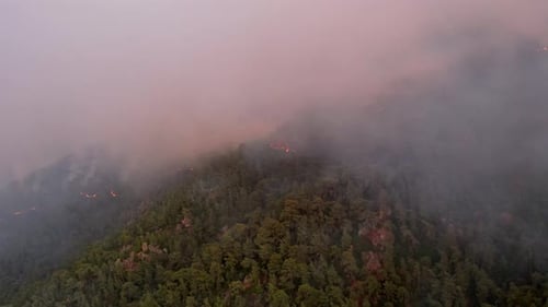 Fire in a Tropical Forest
