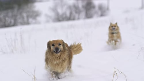 Happy Dogs Running in Fresh Snow in Winter Nature