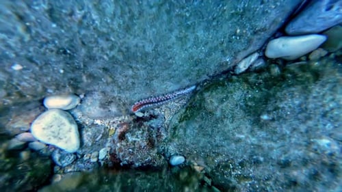 strange worm walking in the middle of the rocks