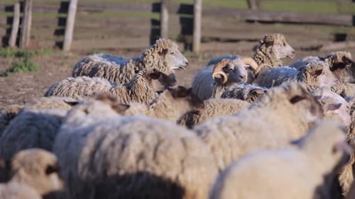 Un troupeau de moutons et d'agneaux moelleux se promène joyeusement dans la cour de ferme par une journée ensoleillée, au ralenti