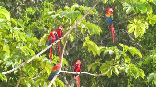 Small Flock of Scarlet perched in the tree preening as they get the warm morning sunlight in Peruvia