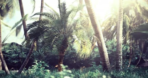 Sunlight Through Palm Trees in Tropical Jungle Forest