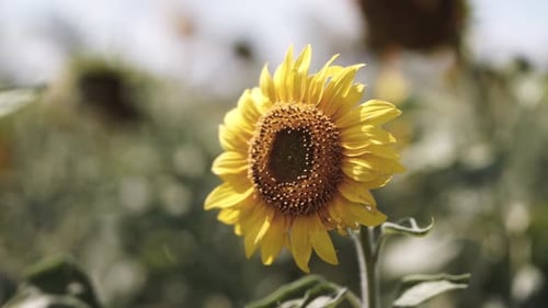 blooming sunflower on the field