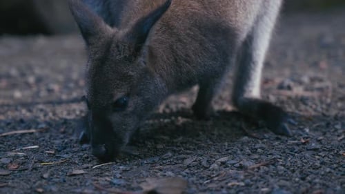 Wallaby sucht auf dem Boden nach Nahrung