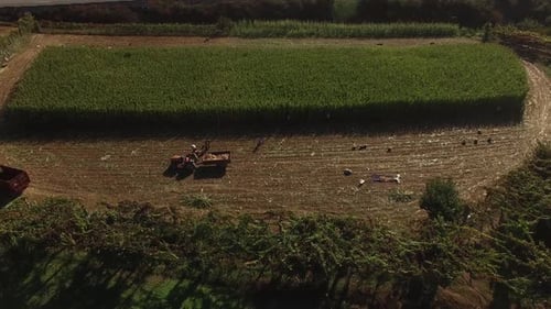 Aerial of tractor farming corn