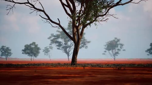 A Solitary Tree Stands in the African Savanna Under a Clear Blue Sky