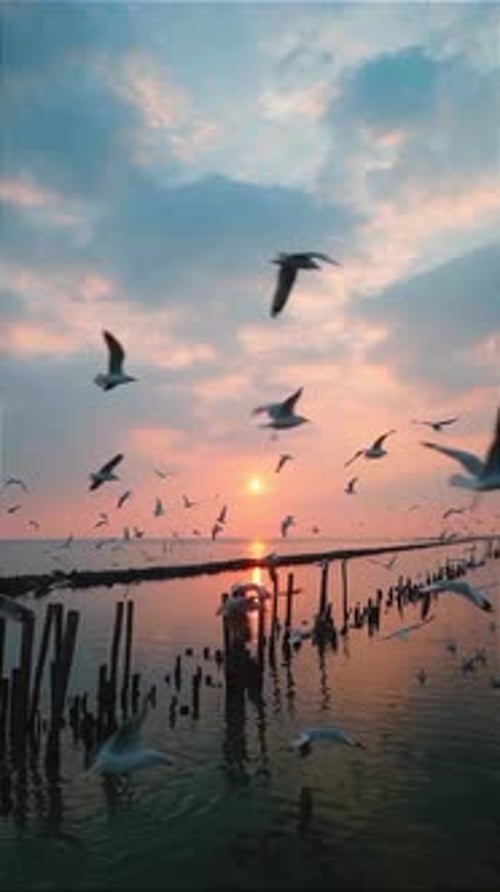Seagulls Flying Over Tranquil Sunset Sea