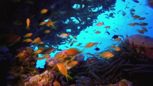 Colorful Fish Swimming in Coral Reef Ecosystem