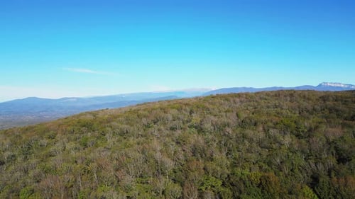 Drone shot flying over tree tops