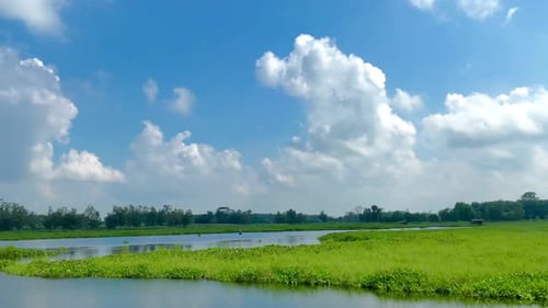 beautiful swamp during the day