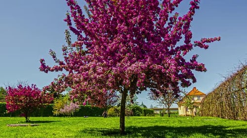 Time lapse of malus floribunda tree in Blooming season.