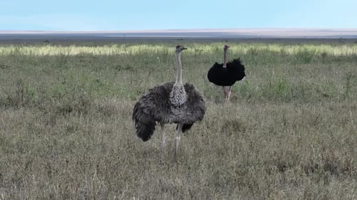Strauße, die in den Serengeti-Ebenen herumlaufen