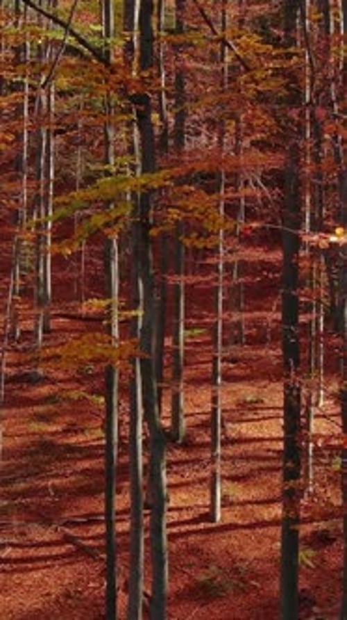 Forêt d'automne lumineuse par temps ensoleillé