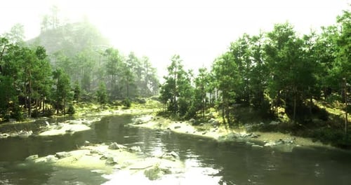 Lush Green Forest Landscape with a Tranquil River During Bright Daylight Hours