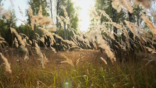 The camera lowers down, dry autumn grass sways in the wind in a birch grove, the sun shines through