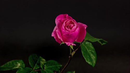 Pink Rose Budding on Dark Background Close Up