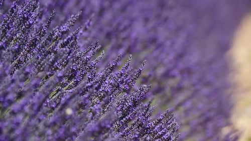 Lavender Flowers On Field With Many Bees