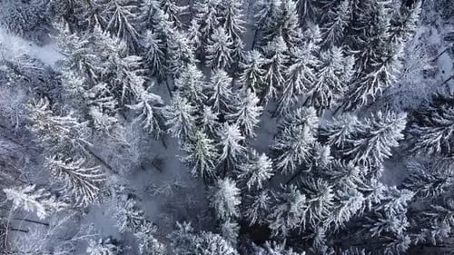 Aerial view of snow-covered pines in a wintry forest