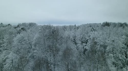 Aerial side view of majestic forest covered with snow in wintertime. Beautiful natural landscape on