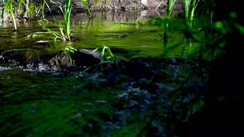 Nahaufnahme eines ländlichen Wasserlaufs und Flusses, der fließt und sprudelt, mit einigen Pflanzen in 4K