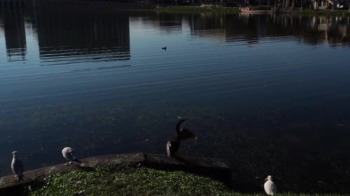 Birds on Lake with Cityscape Reflections in Water