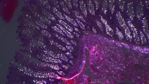 Piece of Human Rectum Filmed with Magnification 400x and Cross Light Under Microscope