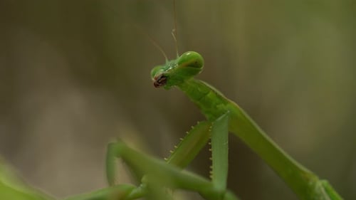 Very still green praying mantis